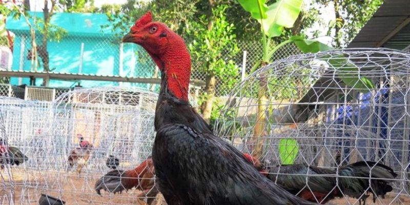 Mẹo dân gian hiệu quả trong cách đúc gà chọi nhiều trống