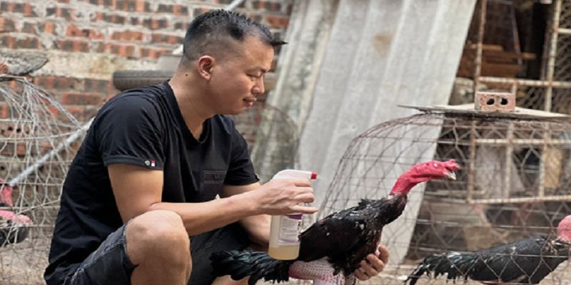 Lý do vì sao bạn cần biết cách đúc gà chọi nhiều trống
