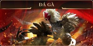 Hướng dẫn cách chơi đá gà online – Bí kíp chinh phục trận đấu