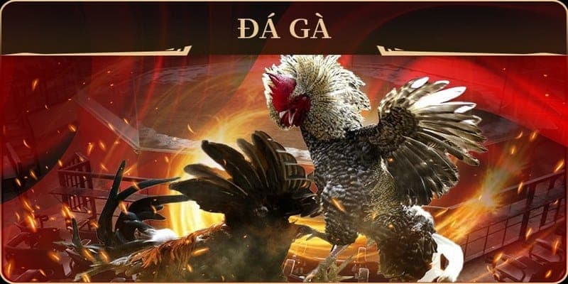 Hướng dẫn cách chơi đá gà online – Bí kíp chinh phục trận đấu