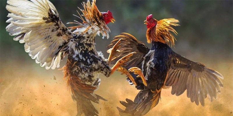 Vai trò của phương pháp nạp Carbo