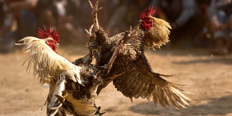 Cách nạp Carbo cho gà đá hiệu quả từ chuyên gia