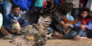 Các thao tác tham gia đá gà Peru tại nhà cái 99OK