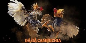 Đá Gà Campuchia – Hình Thức Giải Trí Thu Hút Hàng Triệu Người
