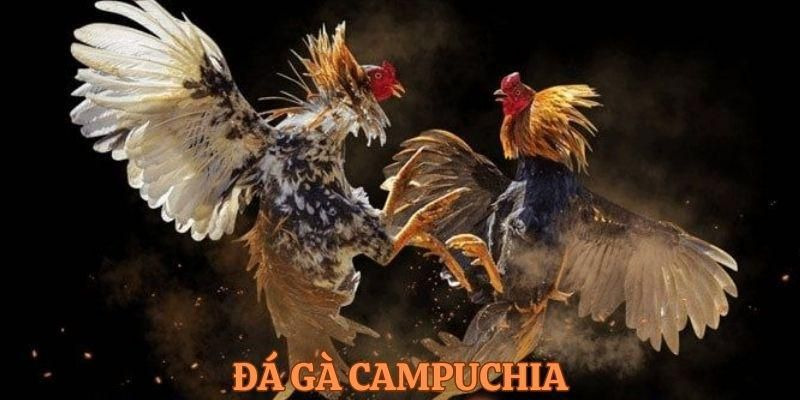 Đá Gà Campuchia – Hình Thức Giải Trí Thu Hút Hàng Triệu Người