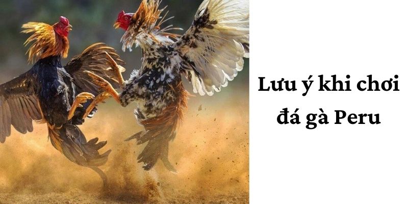 Những trường hợp bị tính là vi phạm khi đá gà
