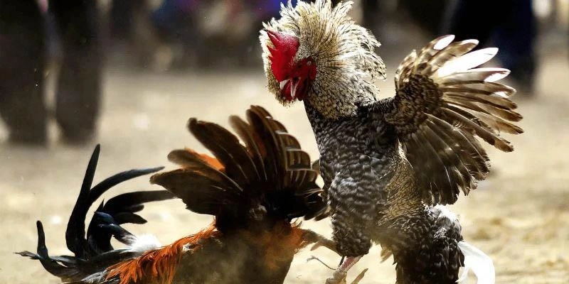 Đa dạng các thể loại cá cược