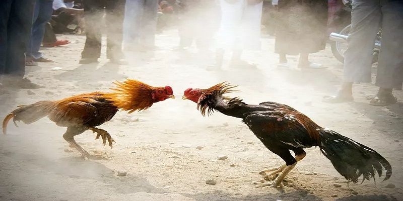 Sảnh đá gà CQ9 - Địa điểm mang đến những trận chiến đỉnh cao