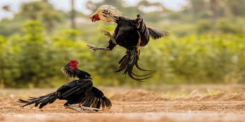 Vài nét về sảnh đá gà CQ9