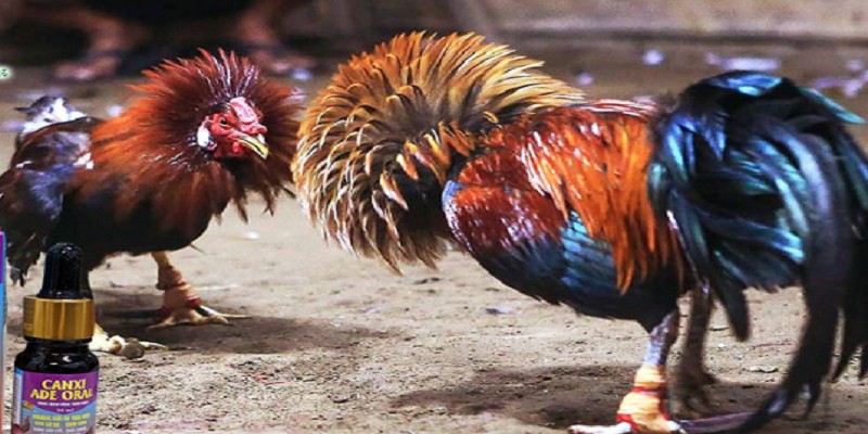 Cách nạp Carbo cho gà hiệu quả